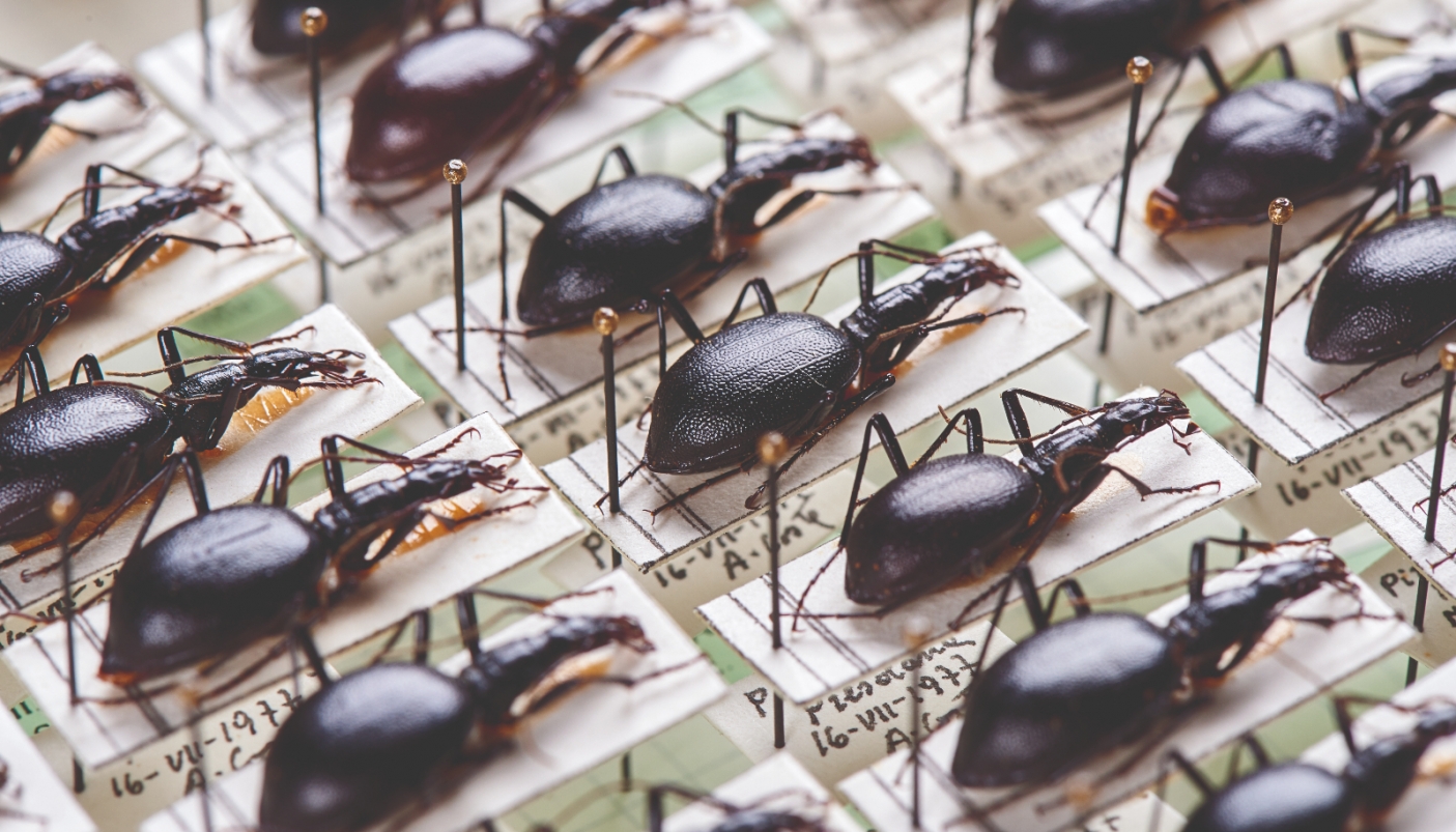 Collezione entomologica, esemplari del coleottero carabide&nbsp;Cychrus cilindricollis&nbsp;specie endemica delle Prealpi Centrali 