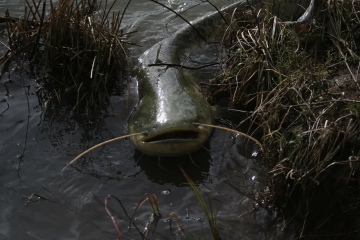  Fonte: animalia.bio CCBY