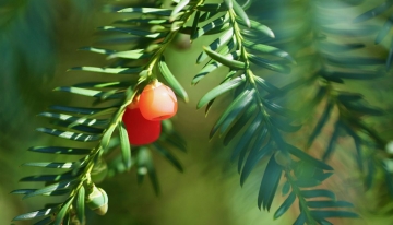 Taxus baccata, in primo piano gli arilli   - Foto Pixabay