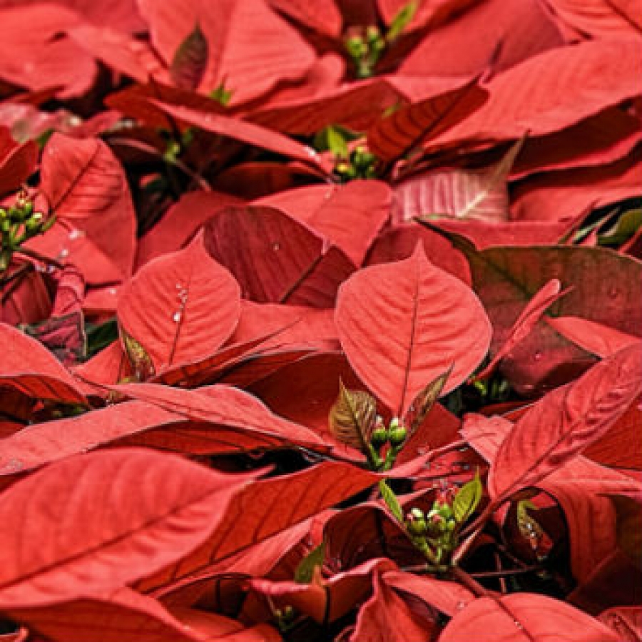 L'Oasi di Crava Morozzo in soccorso delle Stelle di Natale