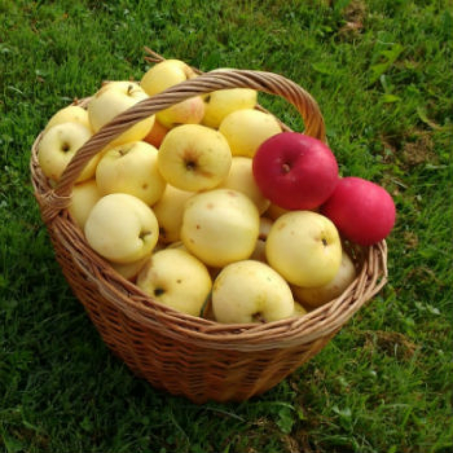 Cosa c'entrano i parchi con il gusto?