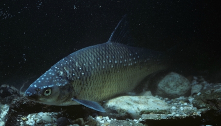 Primo piano di pigo adagiato su fondo sabbioso | Foto C. Galasso