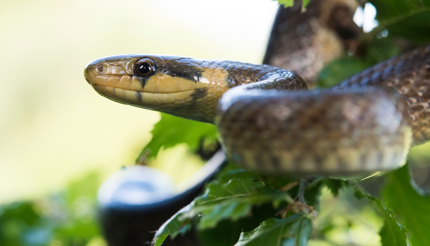 Saettone, simbolo del legame tra natura, scienza e cultura