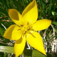 Il tulipano montano dell'Ossola