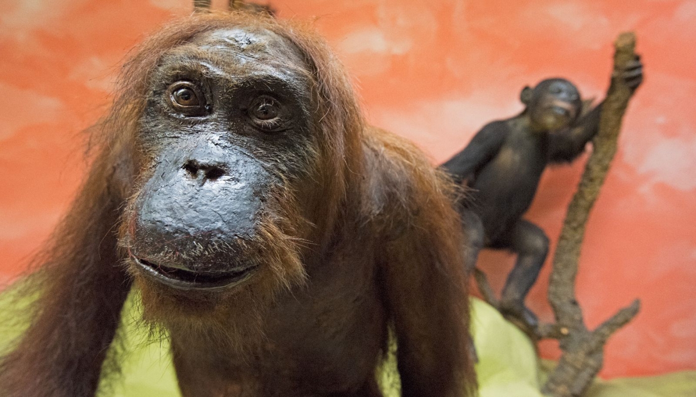  L'orango di Doria - Foto p.g.c. M.S.N. di Genova  