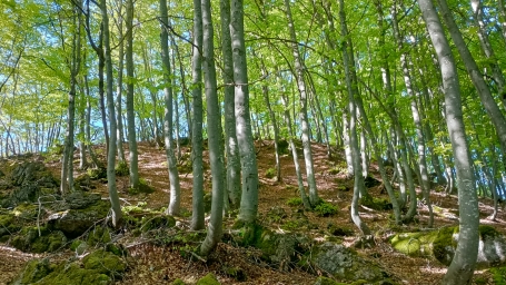 La faggeta prima della cime della Ruera  