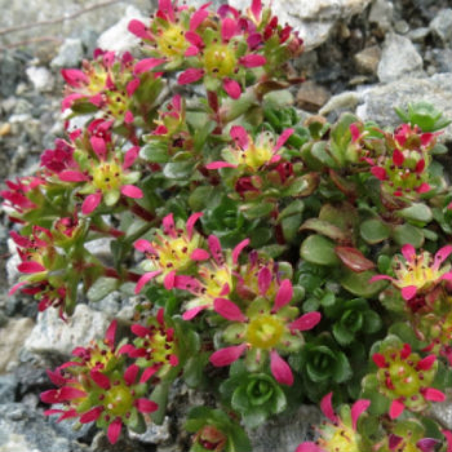 Alla ricerca della flora del Parco dell'Alta Valle Antrona