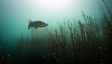 Esox spp.  | Foto M. Nocciola 