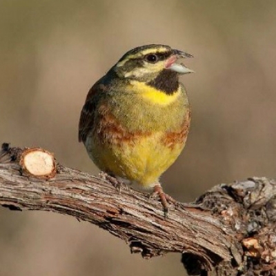 La copertina della relazione del progetto Regione Piemonte
