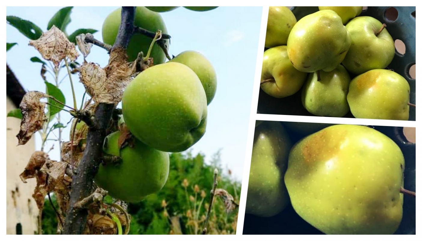Mela Ruscalla del Giadino Condiviso di Camino | Foto arc. Giardino Condiviso 
