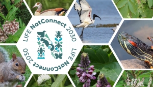 Carrellata di especie esotiche invasive vegetali ed animali