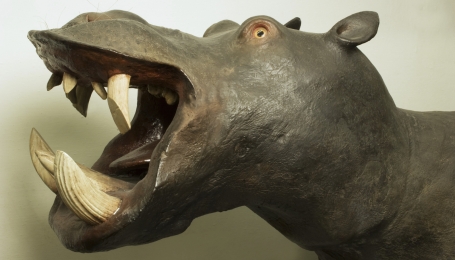 L&rsquo;ippopotamo de La Specola: uno degli esemplari pi&ugrave; antichi conservati nel Museo. 