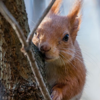 Scoiattolo rosso al Valentino di Torino Paolo Stura