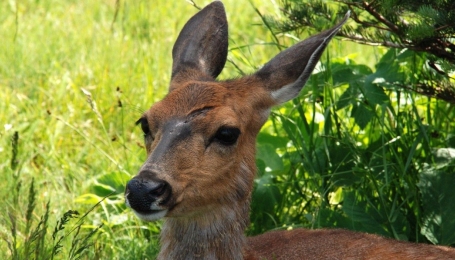 Capriolo ferito - Foto Pixabay