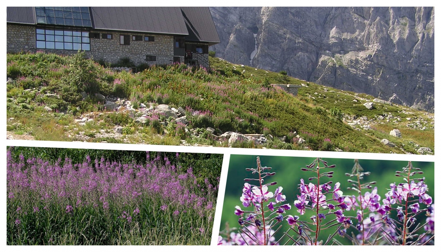 In alto, il Rifugio Garelli e le vasche del fitodepuratore (foto M. Adamo);  in basso Chamaenerion angustifolium (foto a sinistra, A. Salo; a destra, Z. Cebeci) 