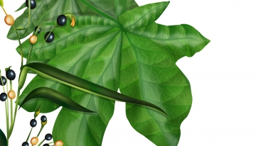 Gli erbari del terzo millennio