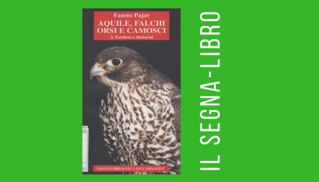 Aquile, falchi orsi e camosci