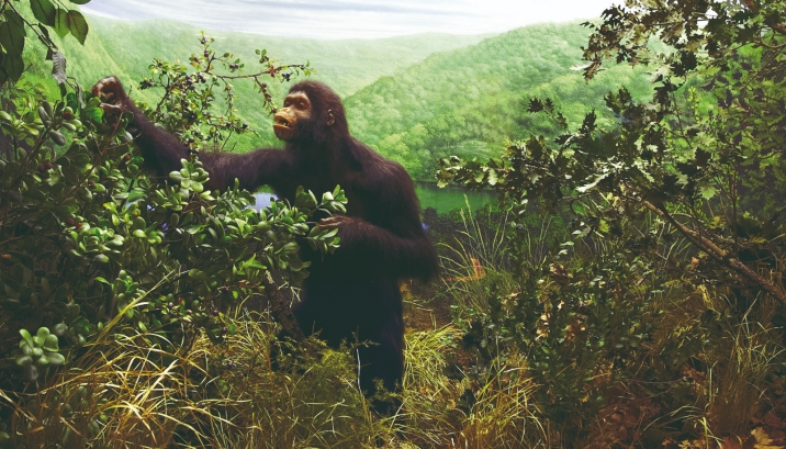 Diorama dell'Oreopiteco - Foto p.g.c. Museo di Storia Naturale della Maremma 