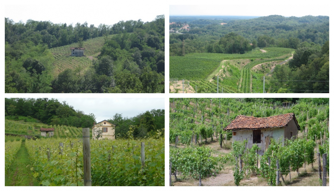 Le vigne dell'azienda Le Piane srl - Foto p.g.c. Le Piane srl 