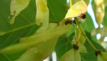  (Foto Flickr | CC| Dietmut Teijgeman-Hansen)