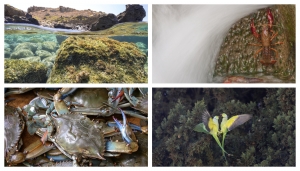 Da sx in alto (senso orario) : Le foto classificate ai primi tre posti del contesto fotografico "Click, gli alieni tra noi" e il granchio reale, o granchio blu (Callinectes sapidus)