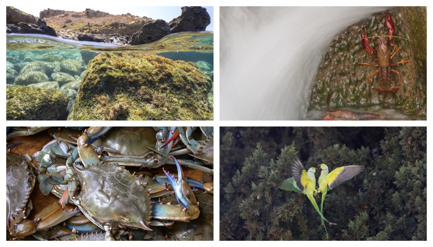 Da sx in alto (senso orario) : Le foto classificate ai primi tre posti del contesto fotografico "Click, gli alieni tra noi" e il granchio reale, o granchio blu (Callinectes sapidus) - Dal sito Lifeasap.eu