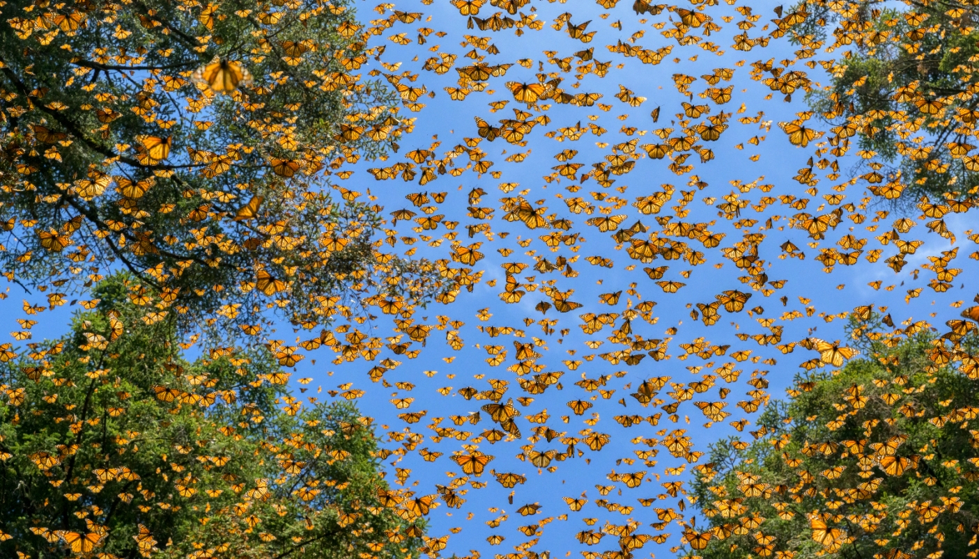 Saving the Monarchs - foto di J. Rojo 