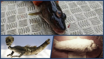 In alto, foto del merluzzo triocchiuto pescato al largo delle coste groenlandesi; in basso, a sinistra la Sirena di Modena e a destra la trota impellicciata | Foto riprodotte dal Web