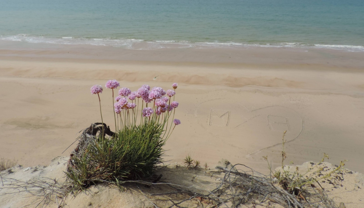 Armeria sp. (foto L. Giraudo) 