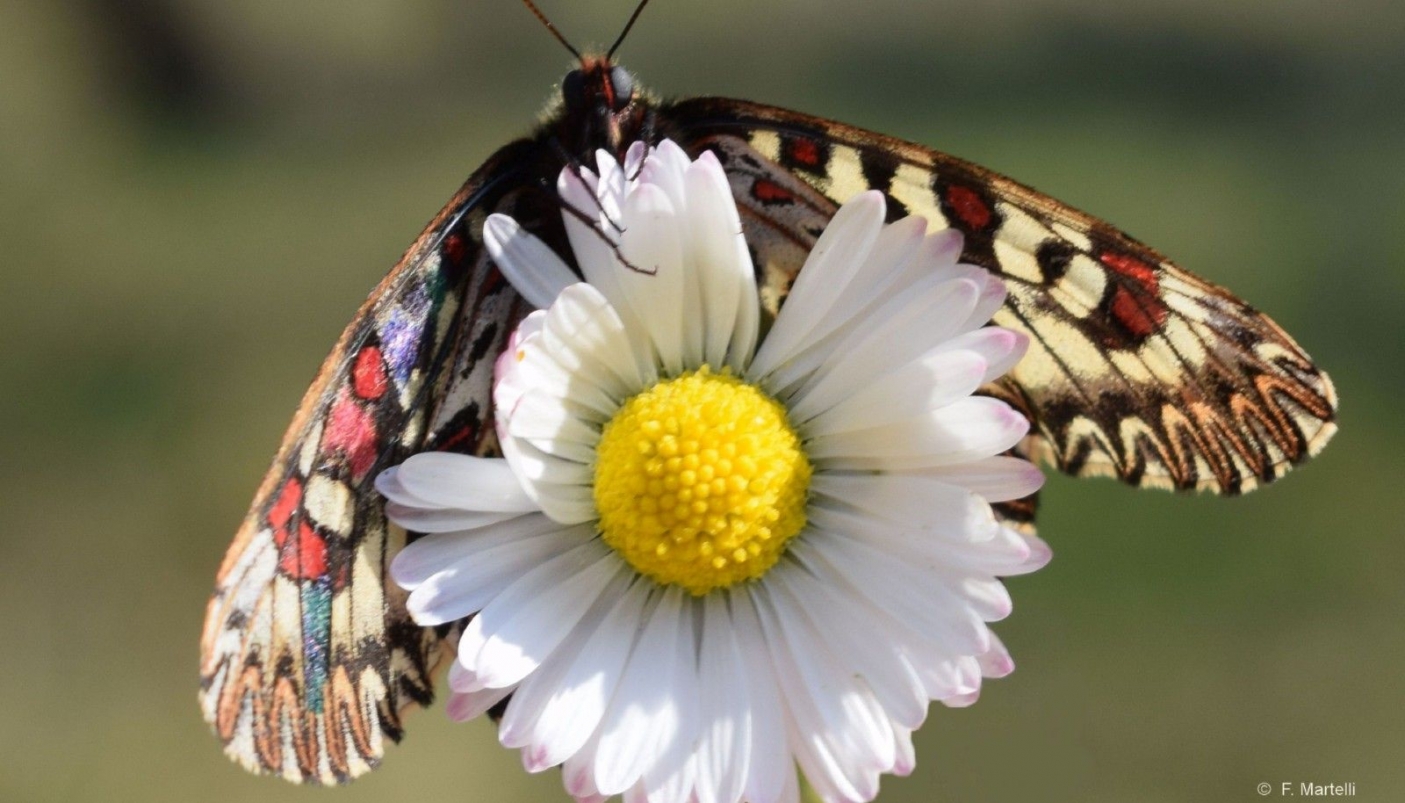 Zerynthia con segni di marcatura sulle ali - Foto F. Martelli