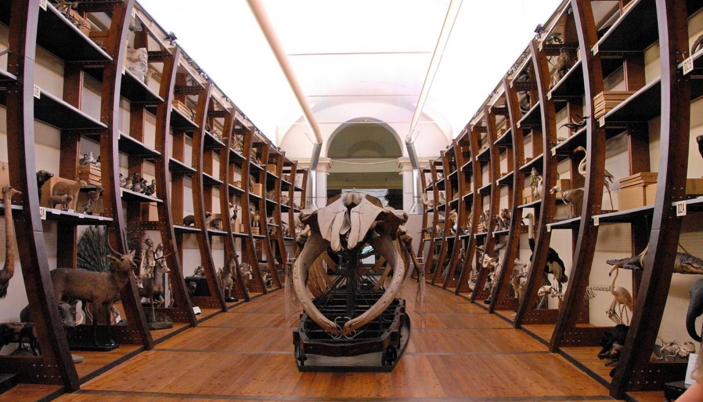 L'Arca del Museo Regionale di Scienze Naturali nel 2009 | Foto G. Goria CC BY-NC-ND 2.0