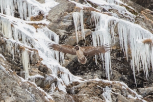 Gipeto &ndash; Gypaetus barbatus