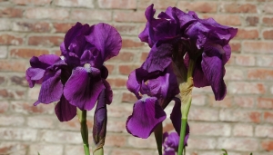 L'Iris e i suoi mille volti
