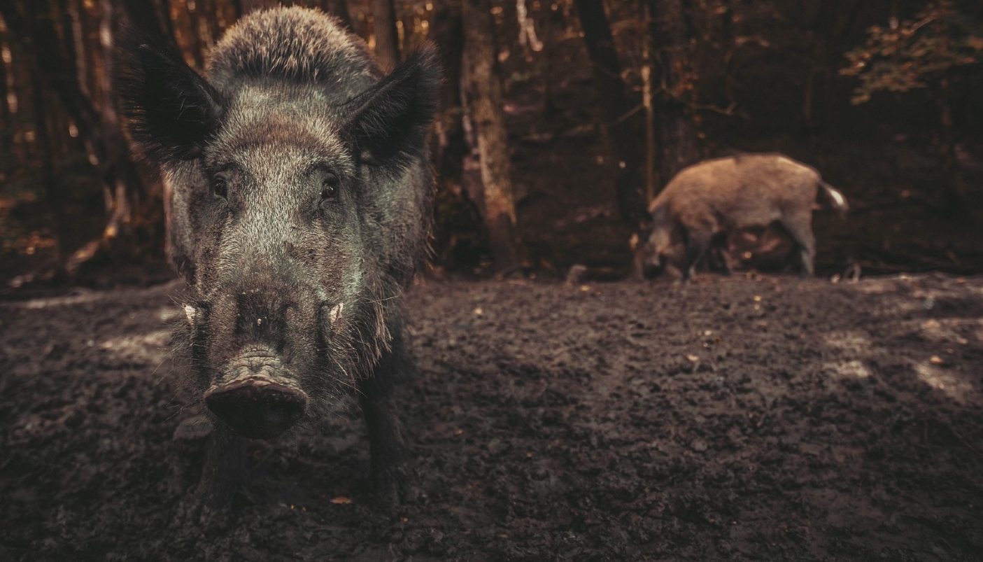 Cinghiali a Torino?!?