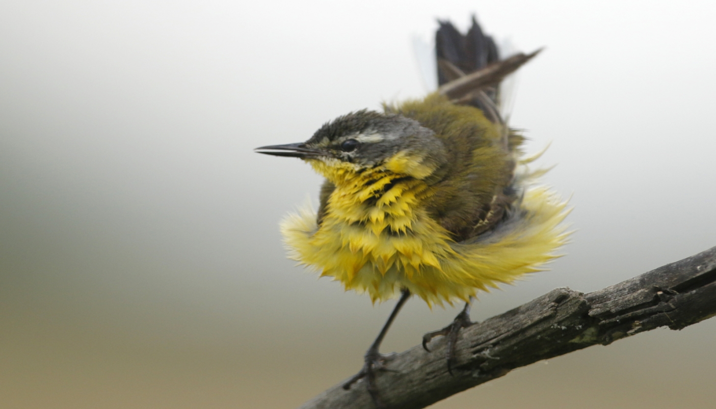 Ballerina gialla bagnata 