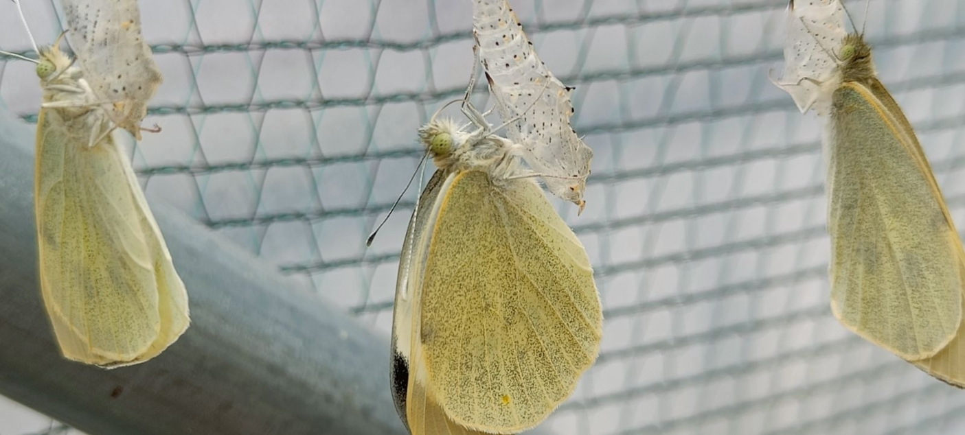 Adulti di Cavolaia maggiore posati sulle vecchie cuticole - Foto I. Grasso 