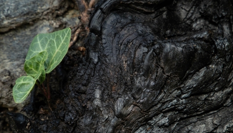 Fotografia di R. Faraci 