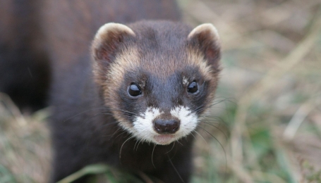 Esemplare di Mustela putorius - Foto Pixabay 