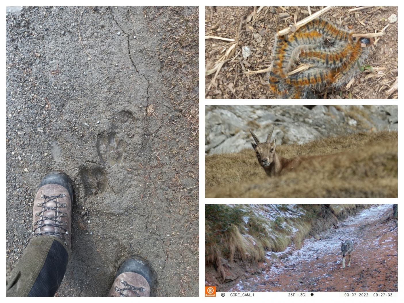 Osservazioni nelle Aree protette delle Alpi Cozie da iNaturalist 