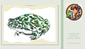 Elegia del rospo smeraldino, il Luffy delle nostre periferie