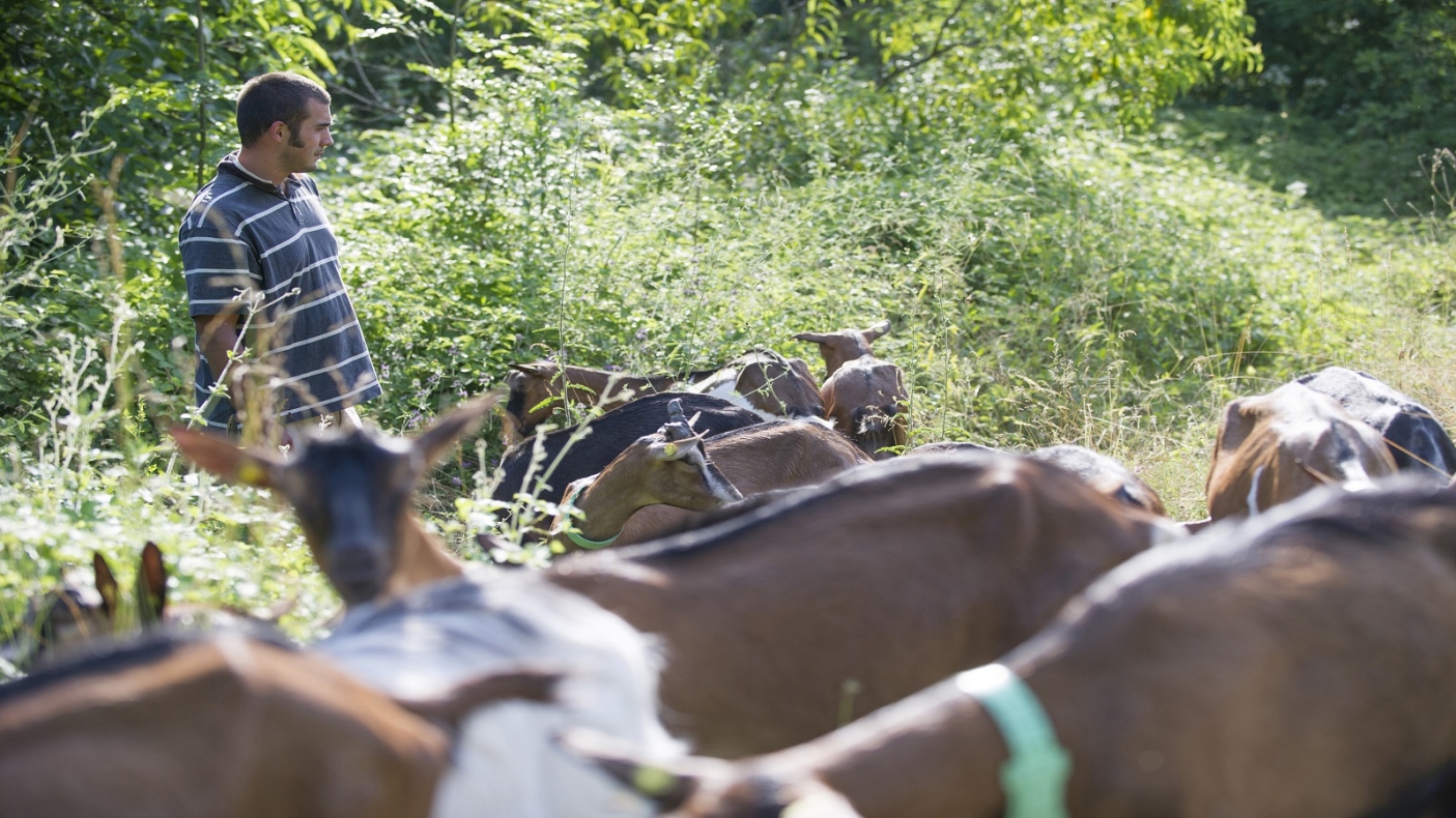 Bestiame al pascolo - Foto p.g.c. Az. Madreselva 