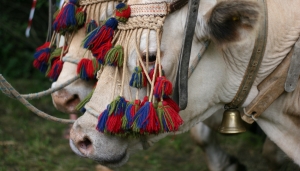 Buoi montagnini all' edizione 2018 della Fiera - Foto arch. EGAP Appenino piemontese