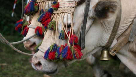 Buoi montagnini all' edizione 2018 della Fiera - Foto arch. EGAP Appenino piemontese 