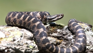 Se incontriamo una vipera, meglio lasciarla stare...