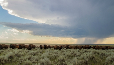 Bisonti e prateria del Montana 