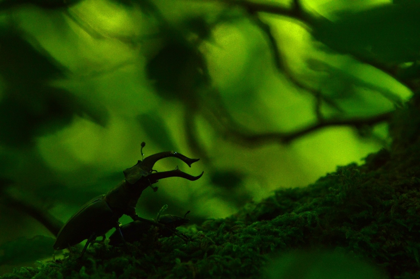 Lucanus cervus | Foto R. Pegolo