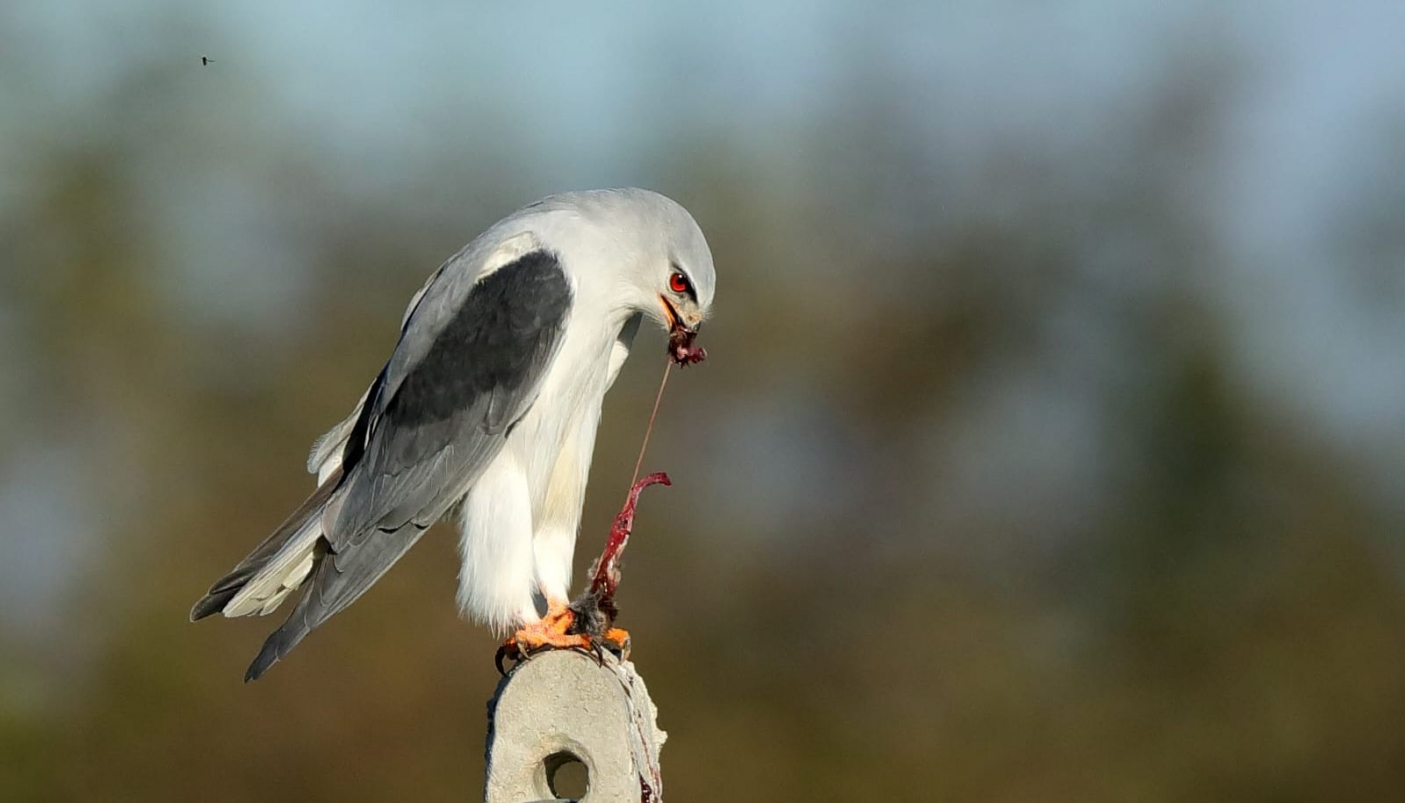 Nibbio bianco | Foto F. Lorenzini