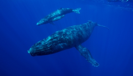 Megaptera novaeangliae con piccolo Wikimedia - National Marine Sanctuaries