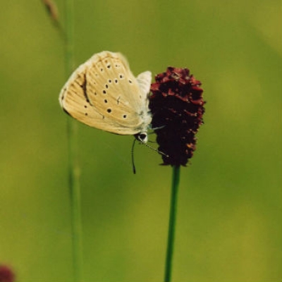 Esemplare di Maculinea teleius foto F. Barbero/CeDrap