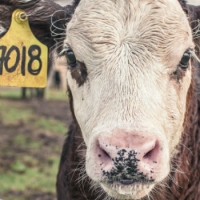 Come gli allevamenti intensivi cambiano il clima